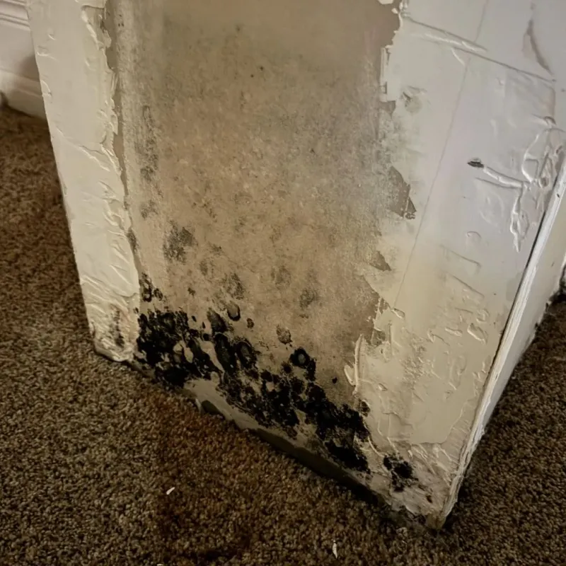 Professional Mold Removal in Benson, NC